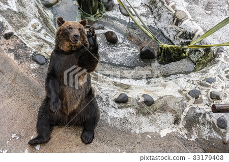 蝦夷棕熊乞求食物高 ISO 83179408