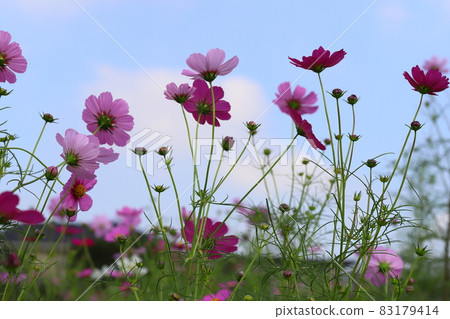 Pink cosmos flowers that shine in the blue sky in autumn Pink cosmos flowers that shine in the blue sky in autumn 83179414