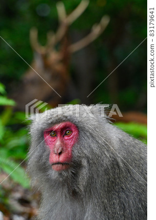 Yakushima wild monkey Yakushima wild monkey 83179641