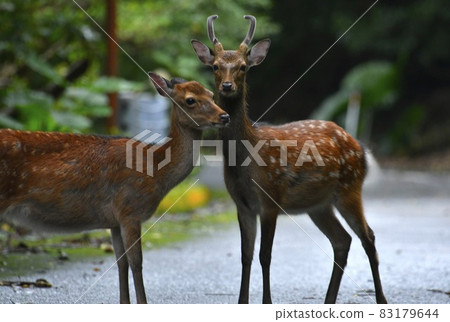 Yakushima deer in the forest Yakushima deer in the forest 83179644