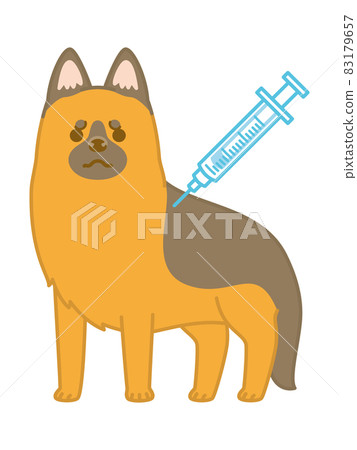 German shepherd hitting an injection 83179657