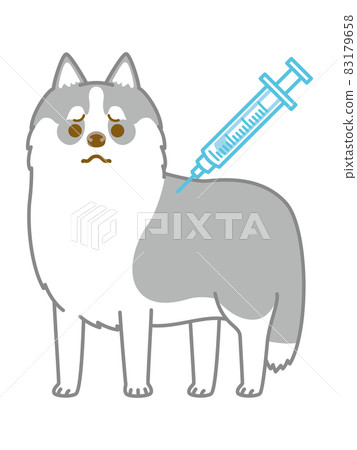 Siberian husky hitting an injection Siberian husky hitting an injection 83179658