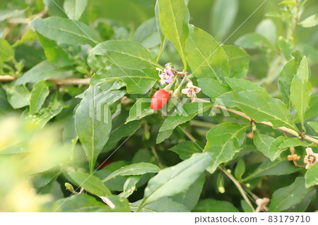 Lycium chinense flowers and red fruits Lycium chinense flowers and red fruits 83179710