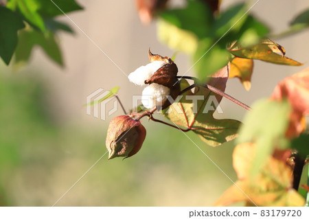 Cotton flowers, fluff and fruits 83179720