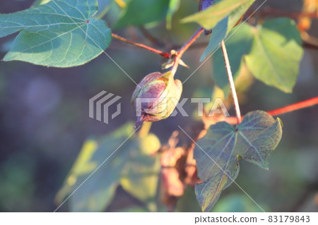 Blue cotton flowers and fruits Blue cotton flowers and fruits 83179843