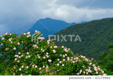 Confederate rose flowers and mountains Confederate rose flowers and mountains 83179969
