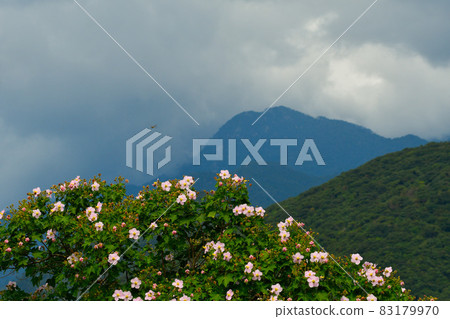 Confederate rose flowers and mountains 83179970