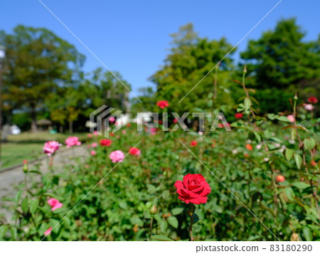 Rose garden in Tokushima Central Park Rose garden in Tokushima Central Park 83180290