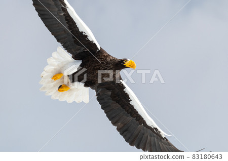 知床冬天 知床冬天 83180643