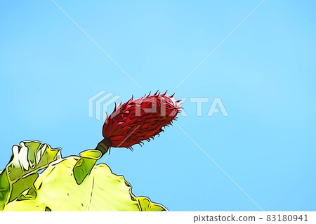 Pastel-like "red fruit of magnolia obovata" illustration image 83180941