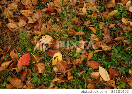 A bird's-eye view of many fallen leaves that fell on the grass ground 83181402