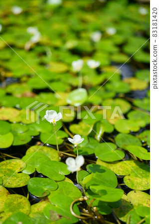 2186 Hydrocharis dubia 83181420