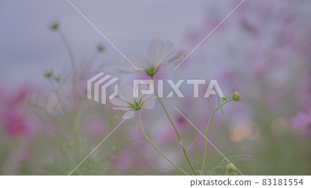  宇宙領域 83181554