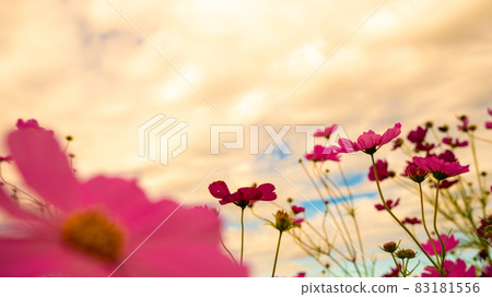 日落的宇宙 83181556