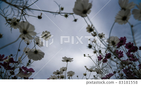 藍天和宇宙 83181558