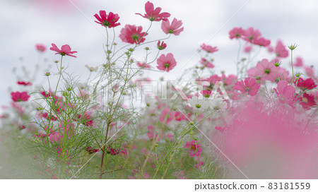  宇宙領域 83181559