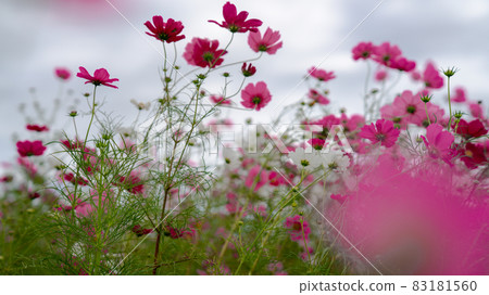  宇宙領域 83181560