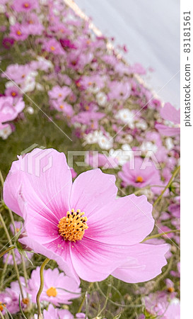  宇宙領域 83181561