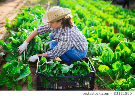 Positive woman cuts fresh green mangold and puts in crate 83181890