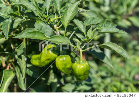 在領域的甜椒 83183047