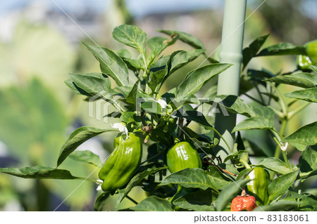 Bell peppers in the field 83183061