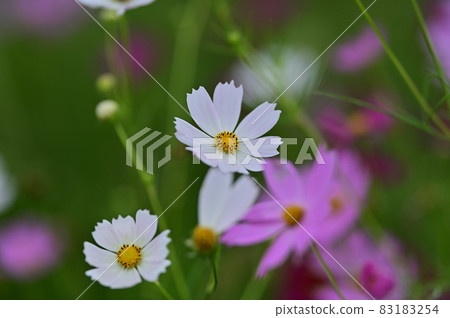 Cosmos 83183254