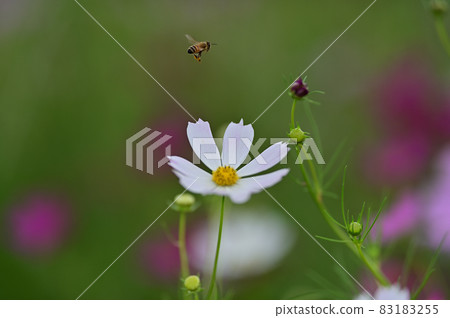 Cosmos Cosmos 83183255