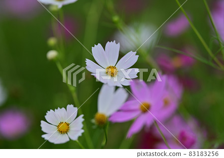 Cosmos Cosmos 83183256