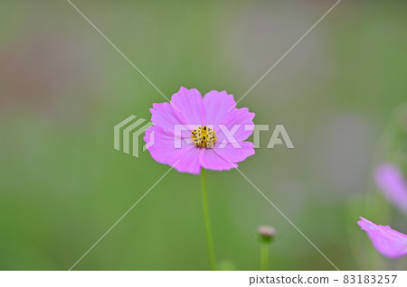 Cosmos Cosmos 83183257