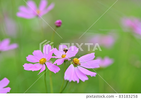 Cosmos Cosmos 83183258