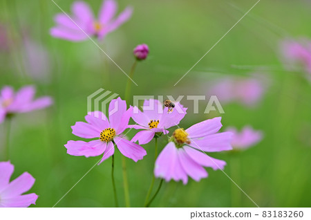 Cosmos Cosmos 83183260
