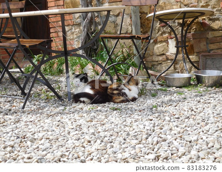 Agriturismo cat in the Val d'Orcia, Italy Agriturismo cat in the Val d'Orcia, Italy 83183276