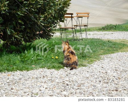 意大利 Val d'Orcia 的 Agriturismo 貓 意大利 Val d'Orcia 的 Agriturismo 貓 83183281