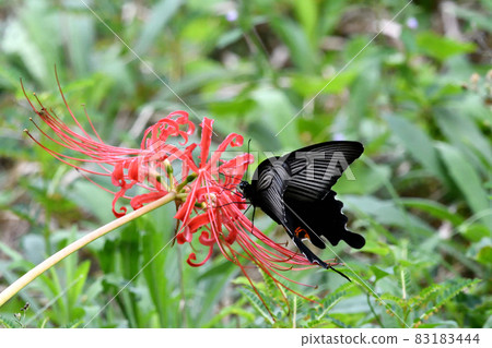 Cluster amaryllis 83183444