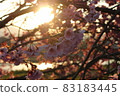 迎著夕陽綻放的櫻花 83183445