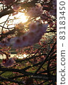 迎著夕陽綻放的櫻花 83183450