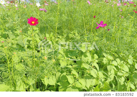 宇宙毛茸茸的士兵 83183592