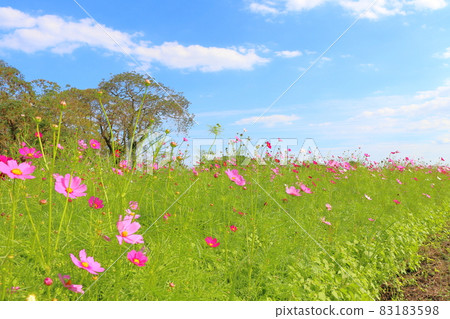 Cosmos field blue sky tree 83183598