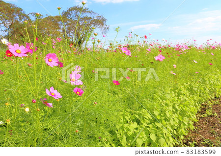 Cosmos field blue sky tree 83183599