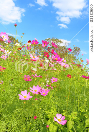 Cosmos field blue sky 83183600