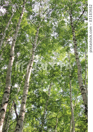 Landscape with birch, Hokkaido 83183682