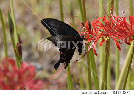 Cluster amaryllis Cluster amaryllis 83183875