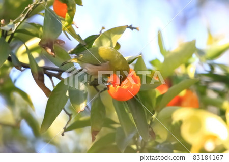 Meijiro picking oranges 83184167