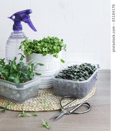Assortment of micro greens on wooden table 83184176