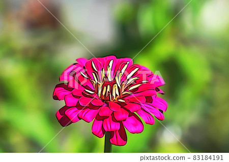 粉彩般的“七彩百日草”插圖圖像 粉彩般的“七彩百日草”插圖圖像 83184191