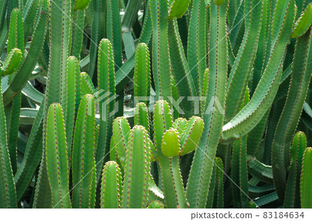 Cactus plant, Tenerife, Canary Islands . Cactus plant, Tenerife, Canary Islands . 83184634