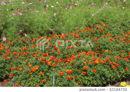Marigold orange flowers blooming in the autumn park Marigold orange flowers blooming in the autumn park 83184730