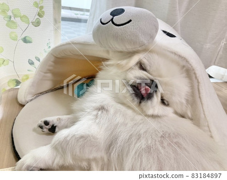 一隻可愛的北京白狗,伸出舌頭 一隻可愛的北京白狗,伸出舌頭 83184897