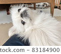 被寵壞的北京犬 83184900