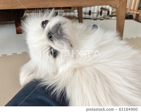 被寵壞的北京犬 被寵壞的北京犬 83184900